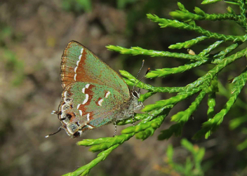 Juniper Hairstreak